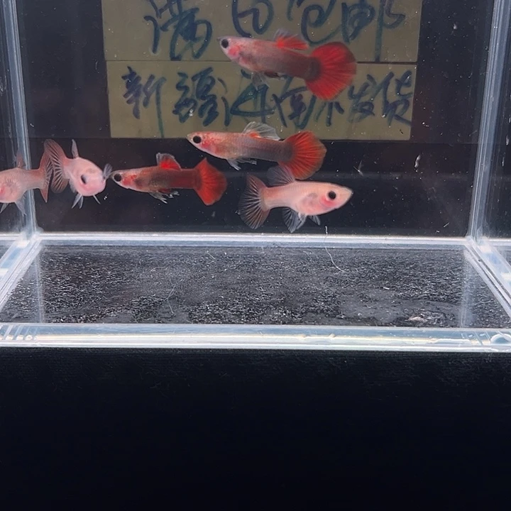 孔雀鱼野红玻璃猫