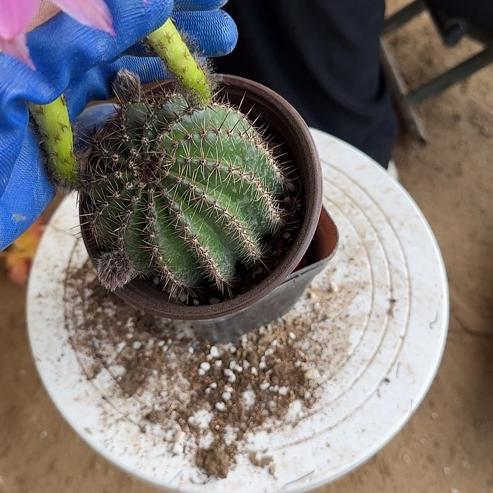 仙人球彩草带根131