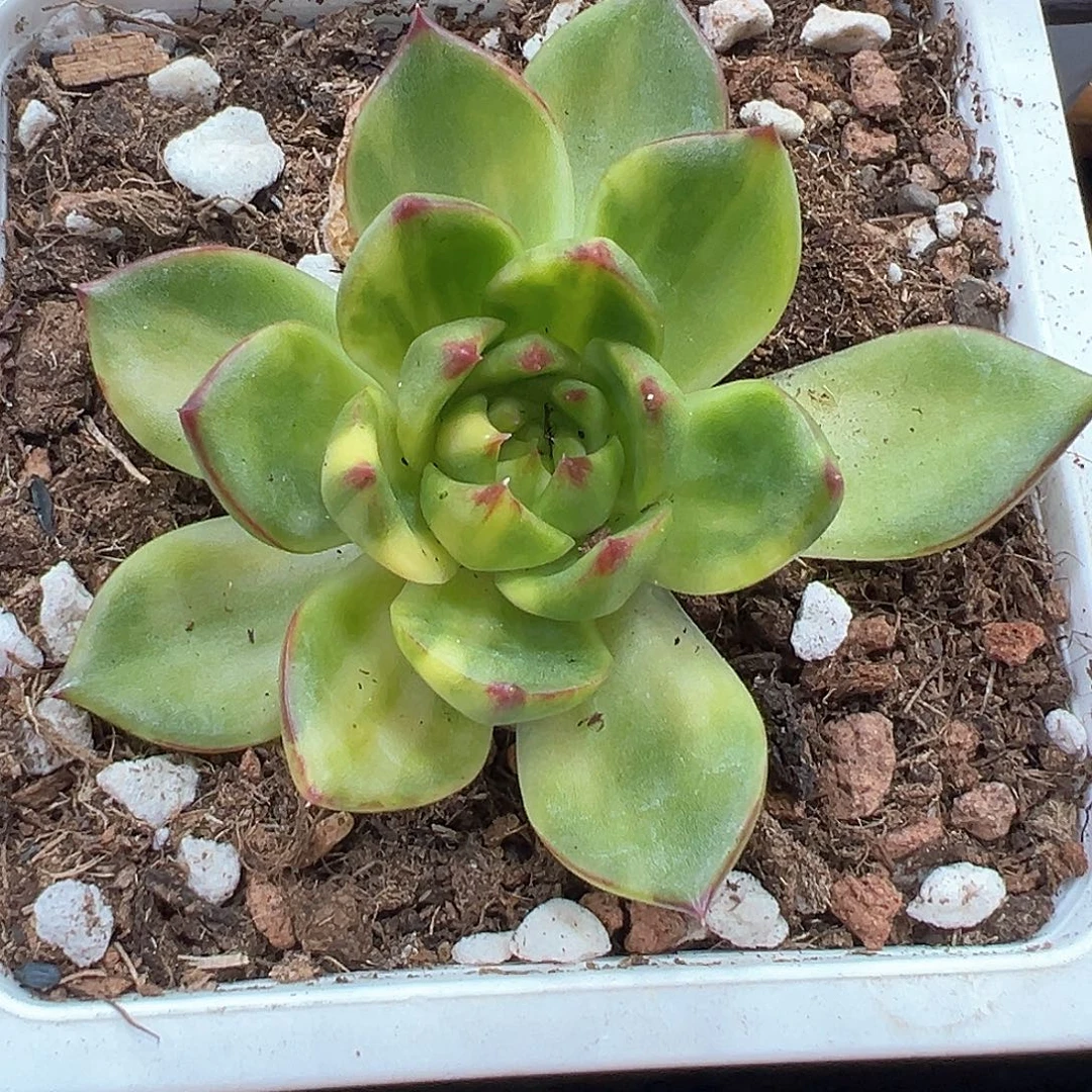 月亮石锦 小方花圃一物一拍