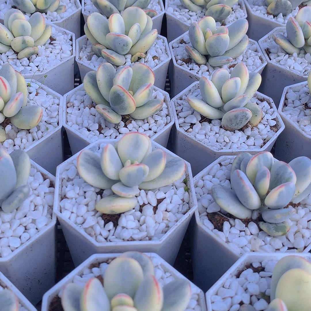 福娘锦2356889000000