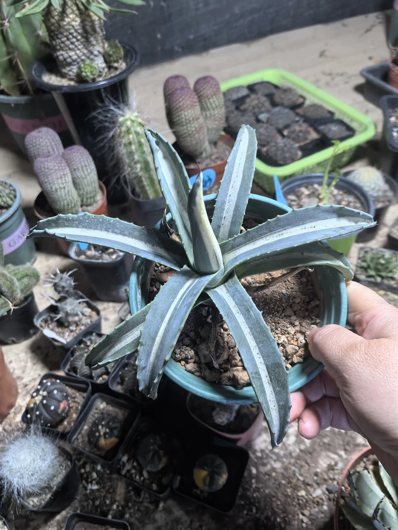 庭院绿植龙舌兰龙锦多肉植物懒人沙生植物盆栽