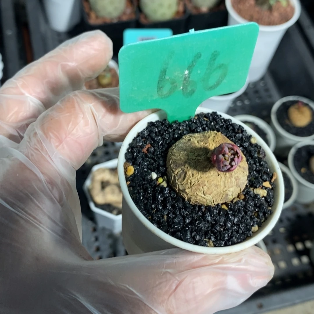 玫瑰大戟多肉植物