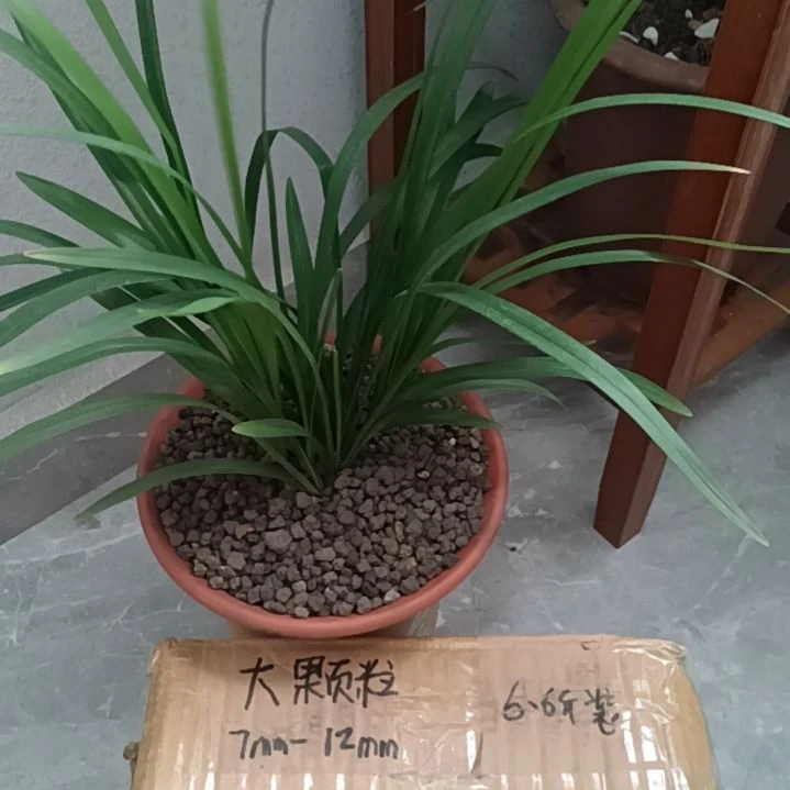 蓝***空兰菌颗粒大颗粒6.6斤