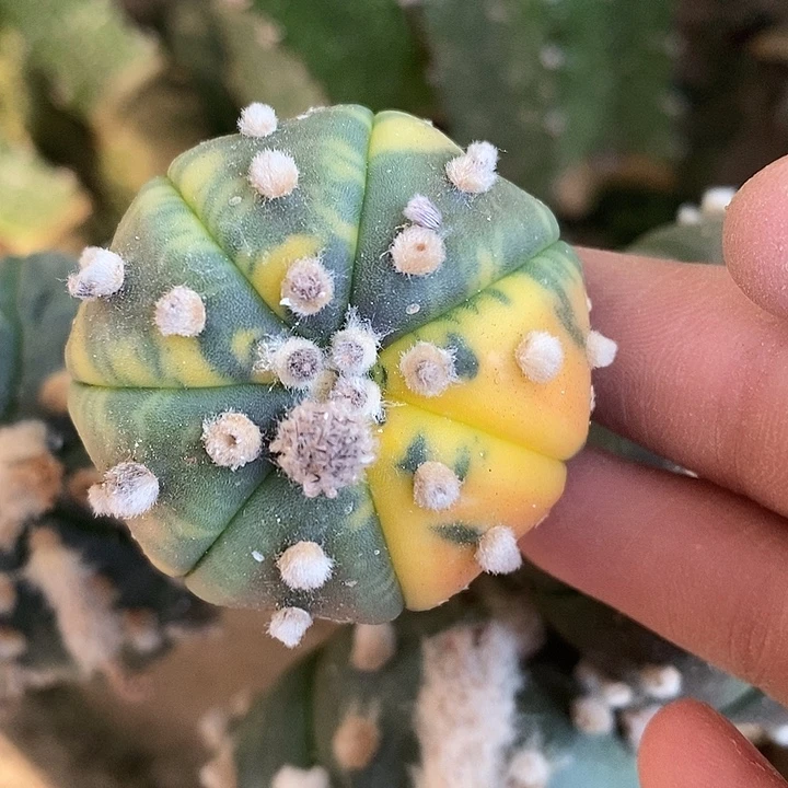 三角苗接潜力股散斑海星锦