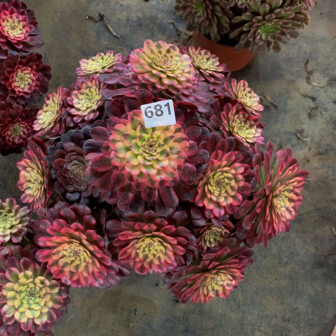 【闪购商品】静辉煌6810000000000