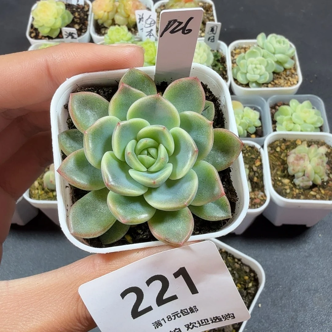 甜心26一物一拍221