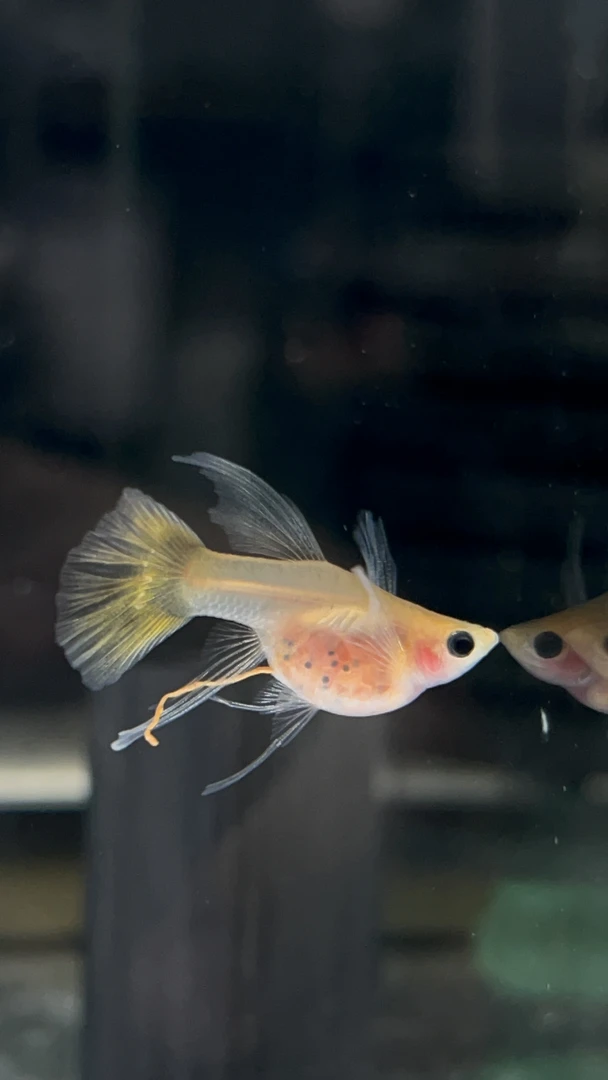 黄金玻璃体短体c