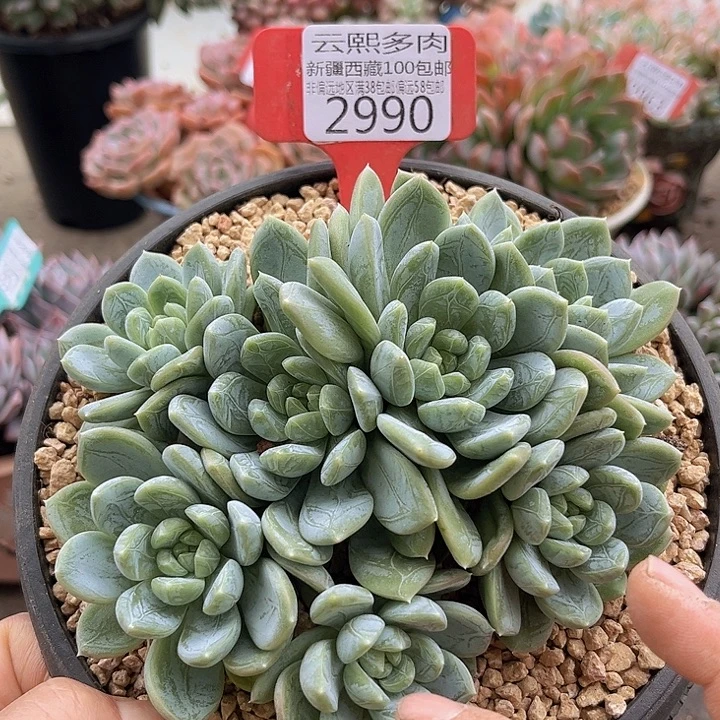 2990百搭翡翠。