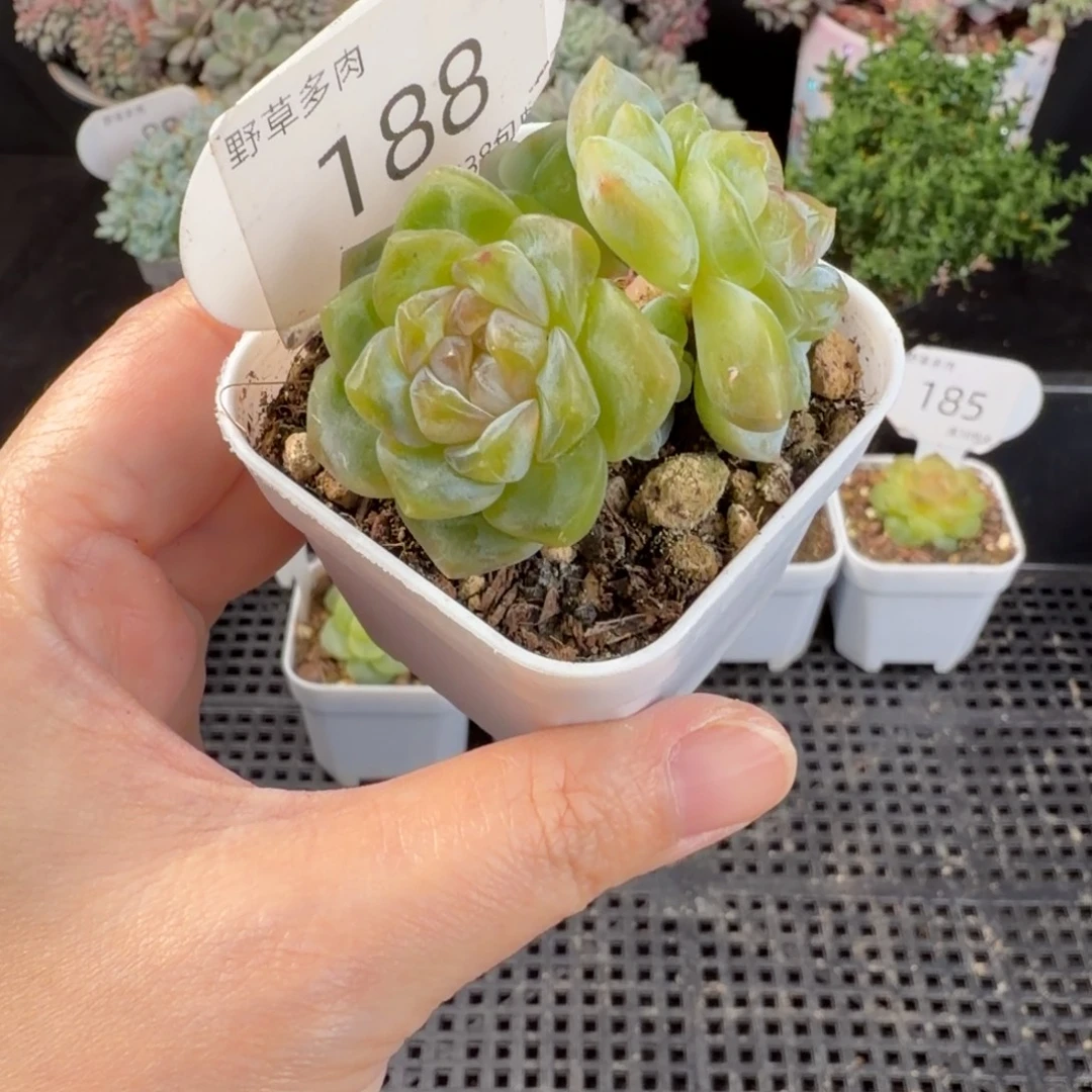 紫粉色糖心四头群188号