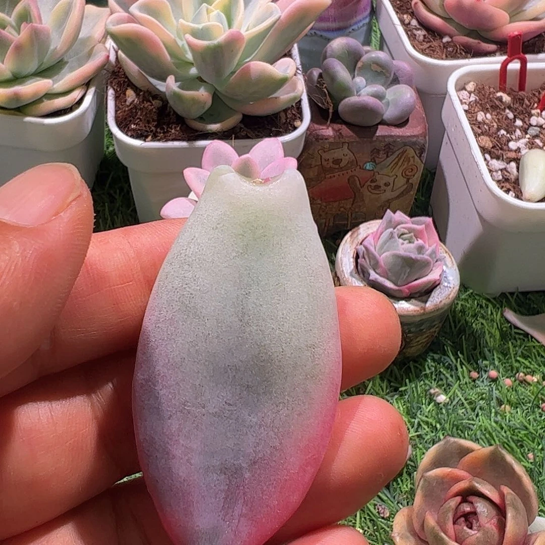 *****多肉植物多肉植物