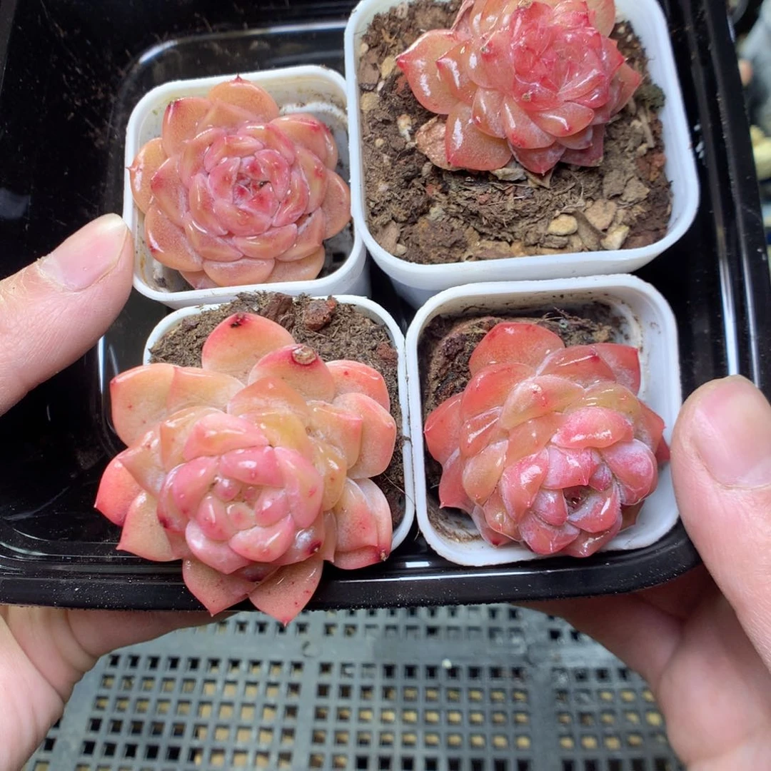 T6y y y y y y y y y y y