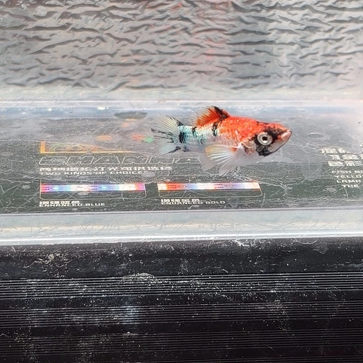孔雀鱼玛丽鱼一条红头崽