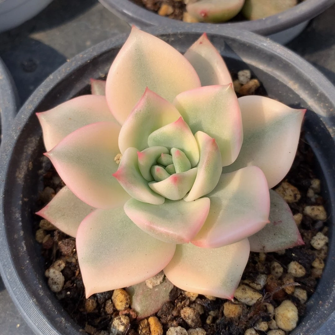 卡梅拉锦锦上园艺一物一拍