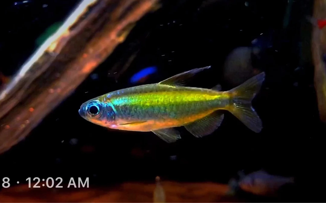 刚果二线，3cm左右，1条，奖品包运不包损