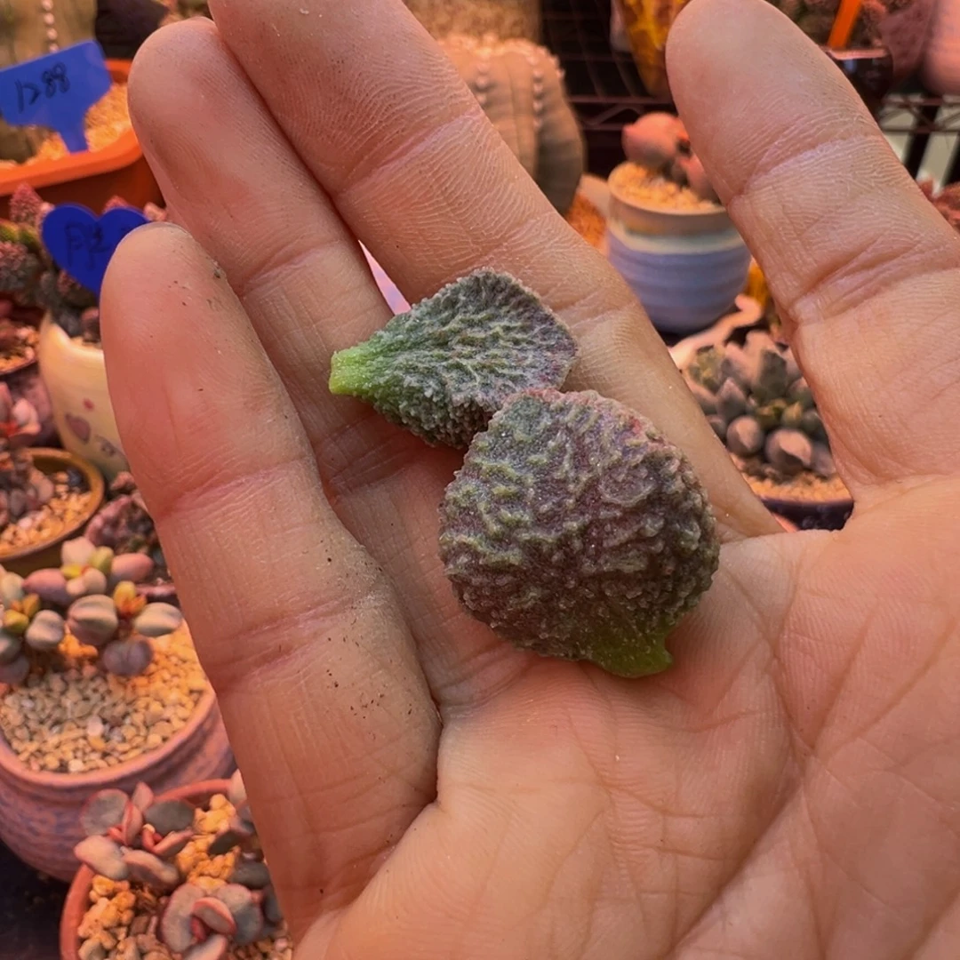 简***单好吧好嘛好吧我的
