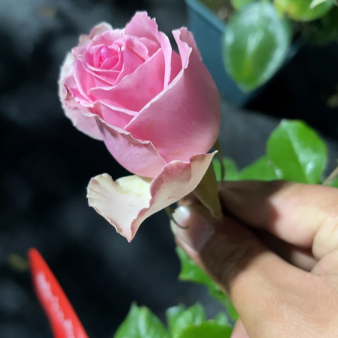 无花朵——-粉红气泡 福利款