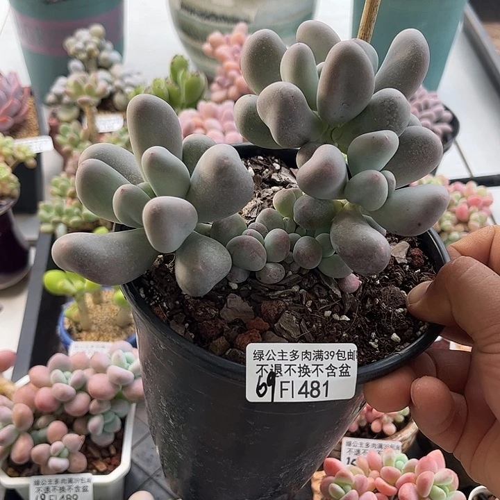 完全开放481-米可奶酪14cm