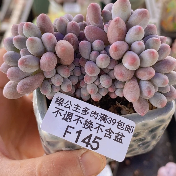 汤圆8cm145多肉植物
