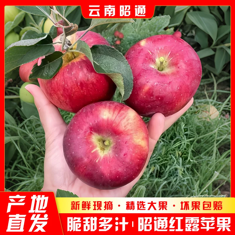 KR云南昭通丑苹果红露脆甜多汁果园直发树上鲜果2/3包邮现摘