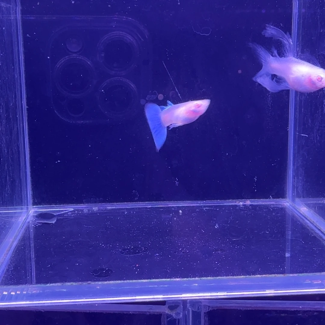 孔雀鱼蓝白缎带1对