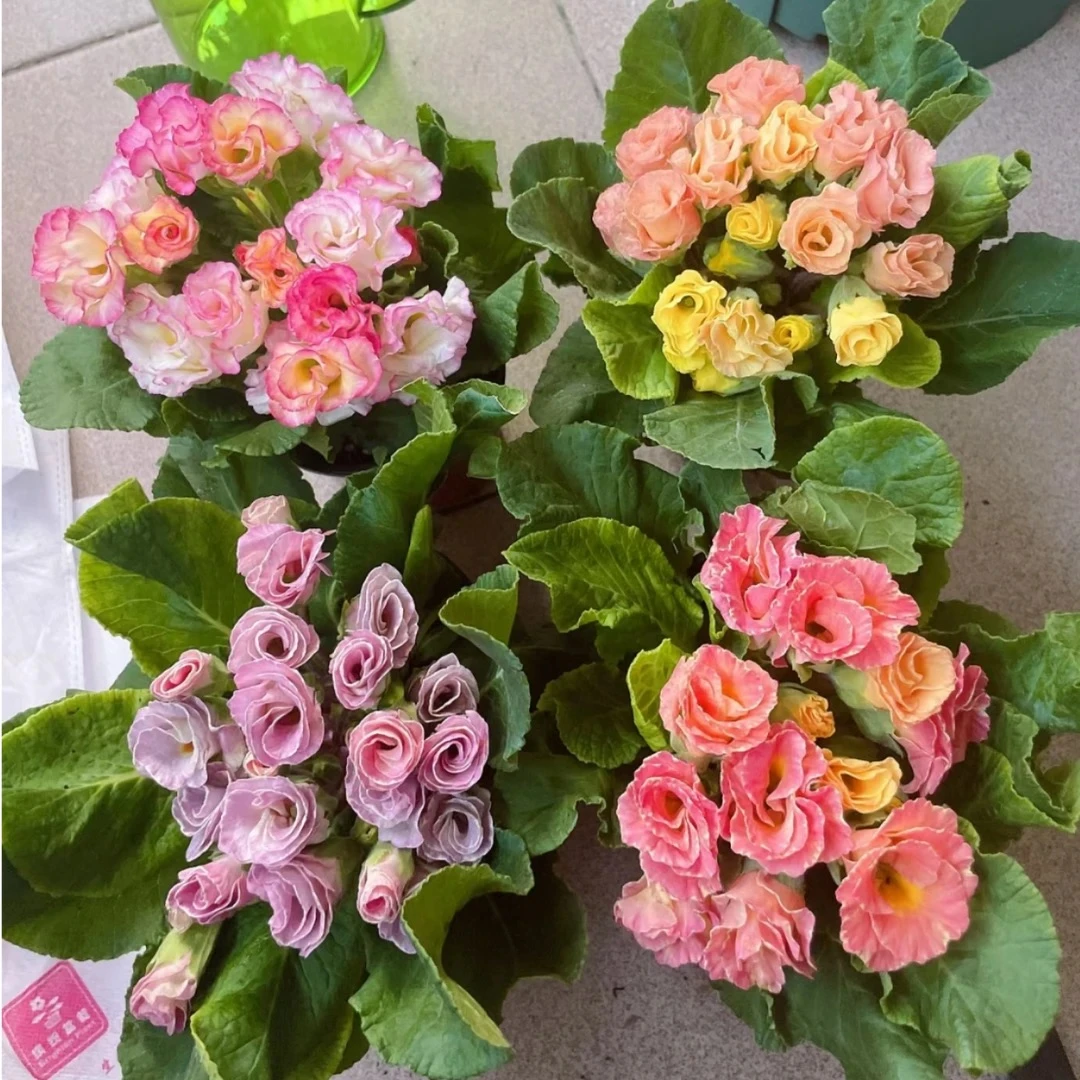 [玫瑰报春花] 开花多层像玫瑰一样 超耐寒颜色多