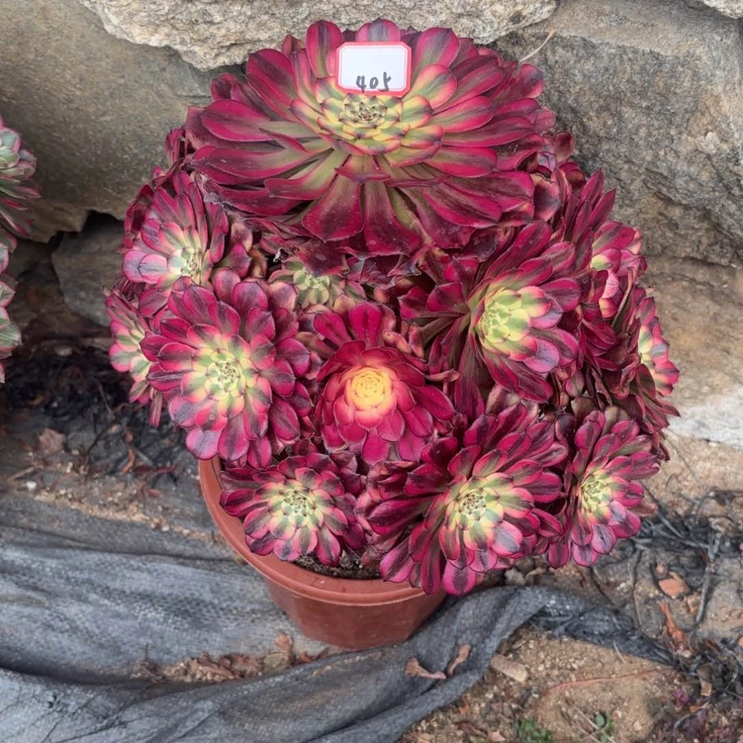 405月蝉多肉植物