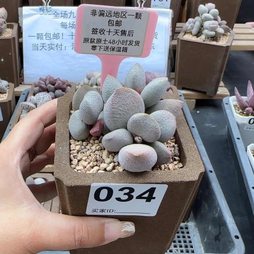 034甜心多肉植物