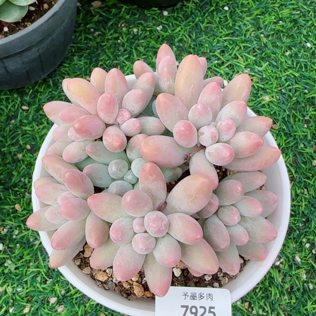 汤圆无砍，7925多肉植物
