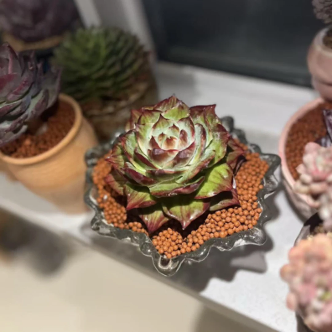 缘来一物一拍精品多肉（2号链接）