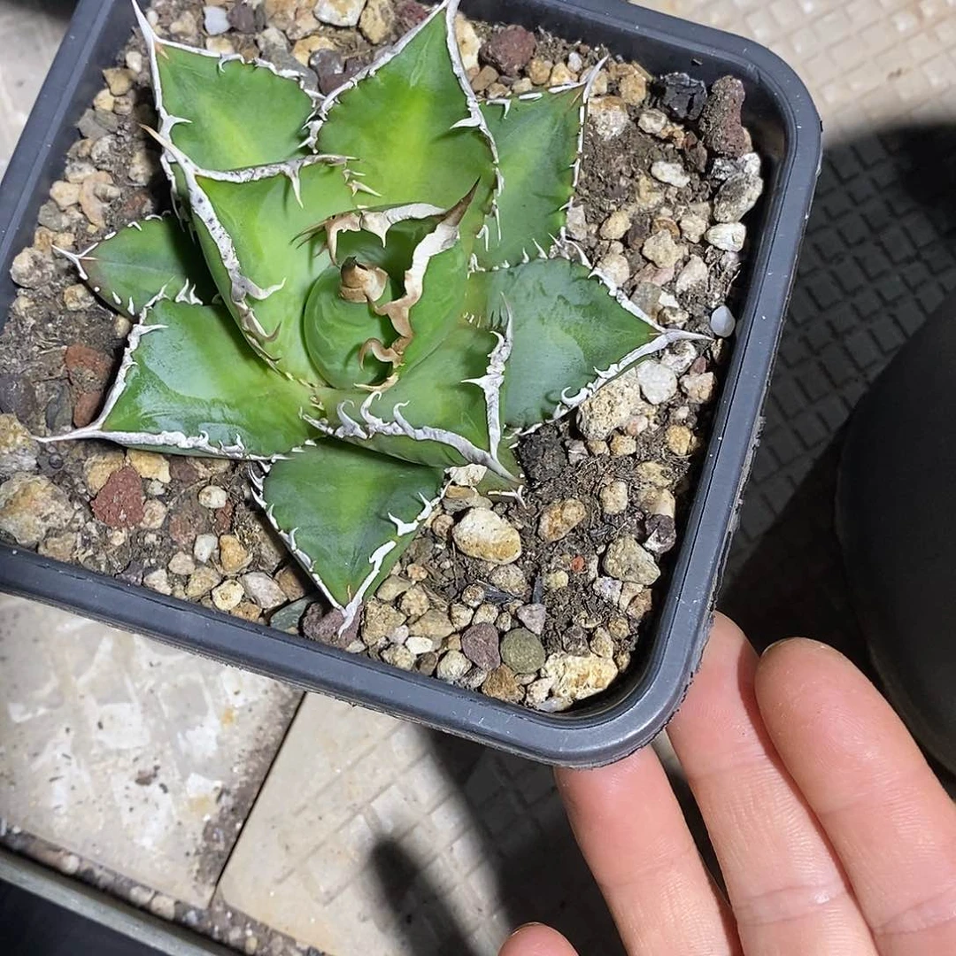 多肉植物龙蛇兰植物