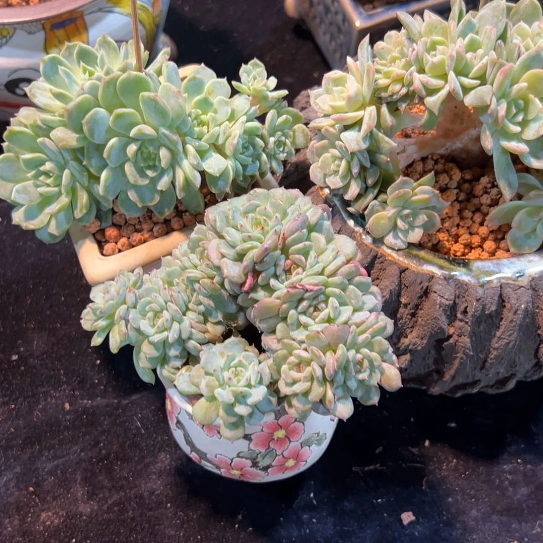 A****露新年快乐 新年快乐 新年快乐