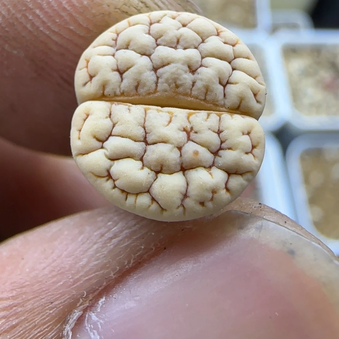 25 生石花大棚直播