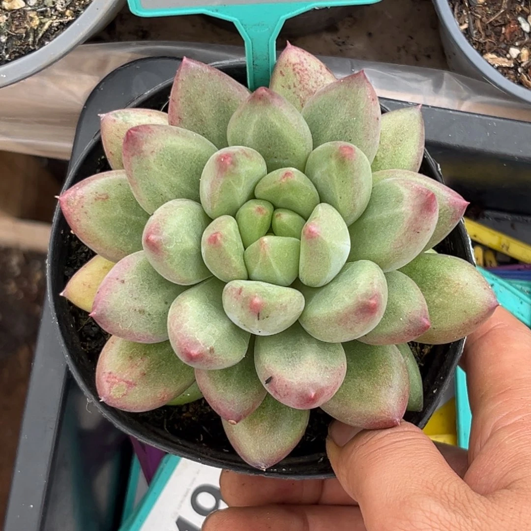 多肉植物米其林388