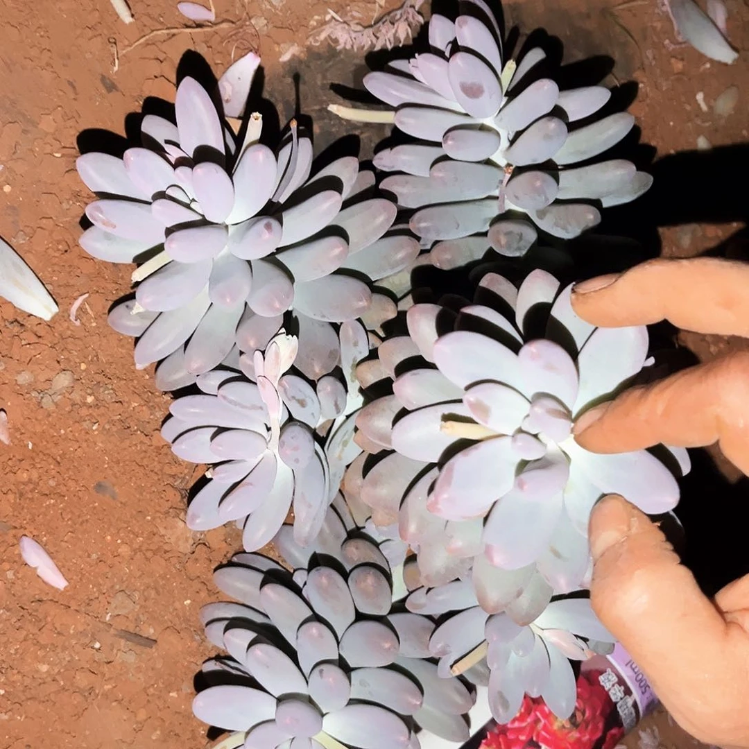 汤圆9.99多肉植物