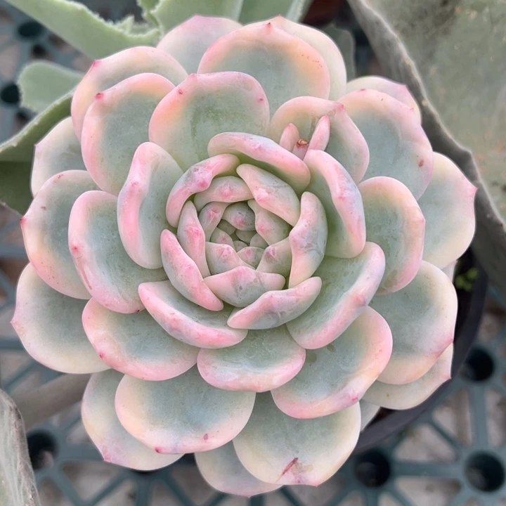 星影锦一物一拍锦龙