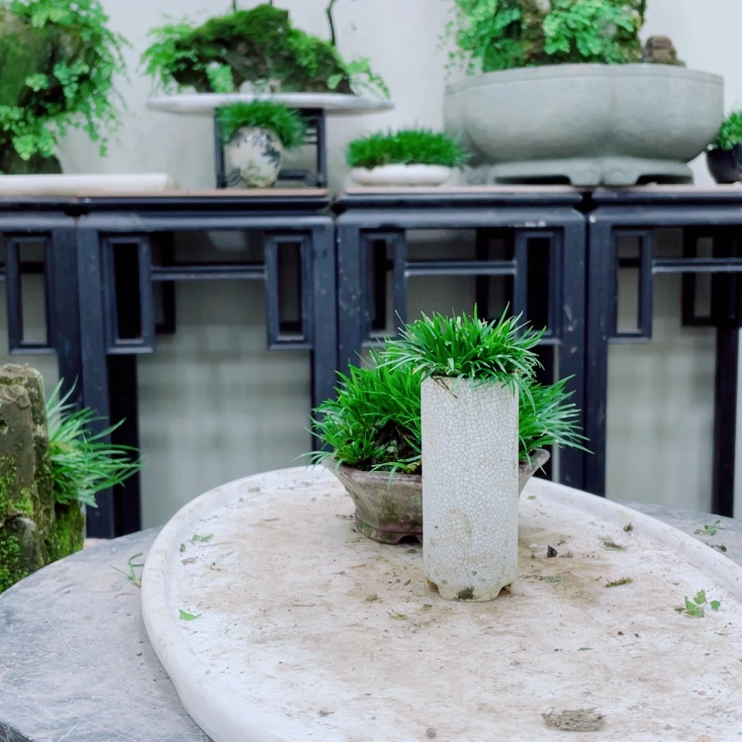 无铅玻璃主*铁线蕨的根茎