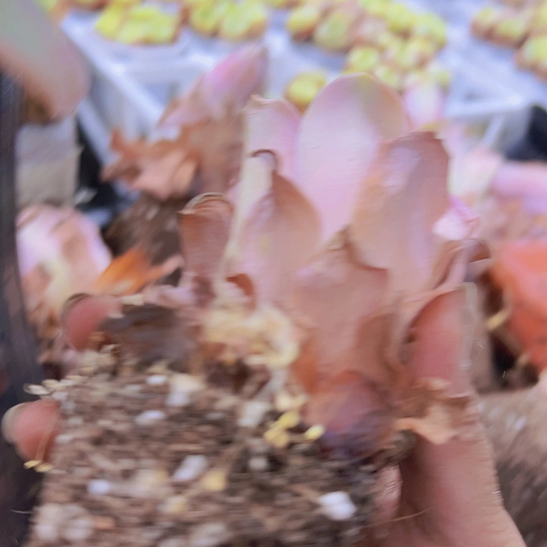 老桩粉桃5个满包邮送5个瑕疵