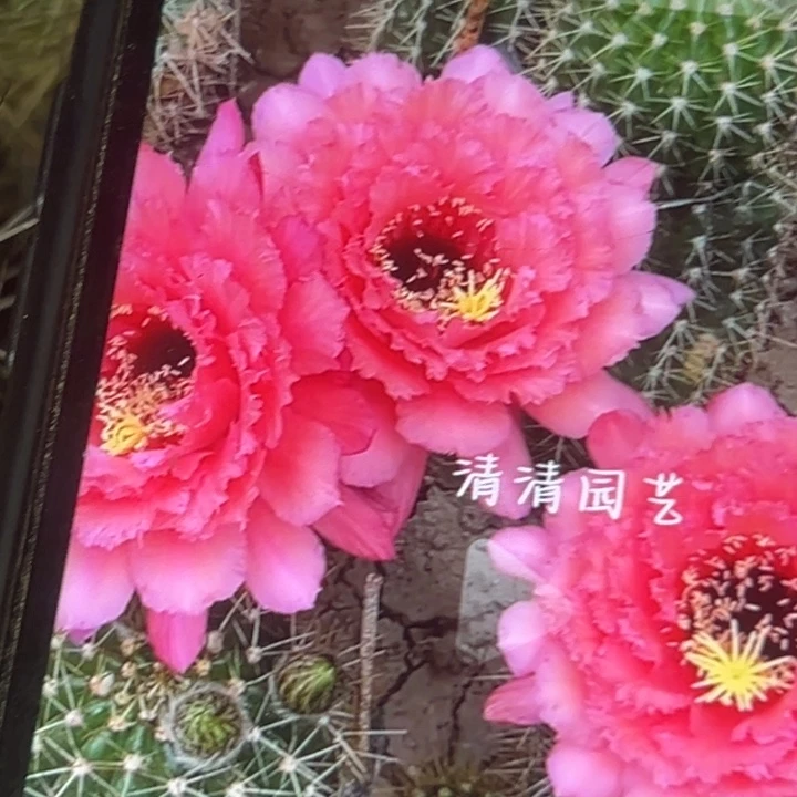 清清梦羽侧牙瑕疵歪