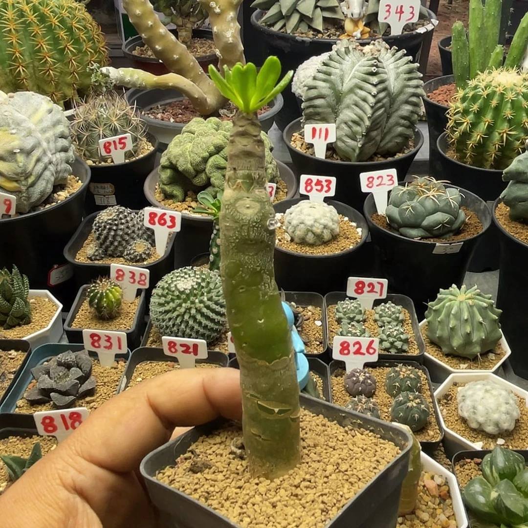 阿房宫奇峰锦属 脱土包邮