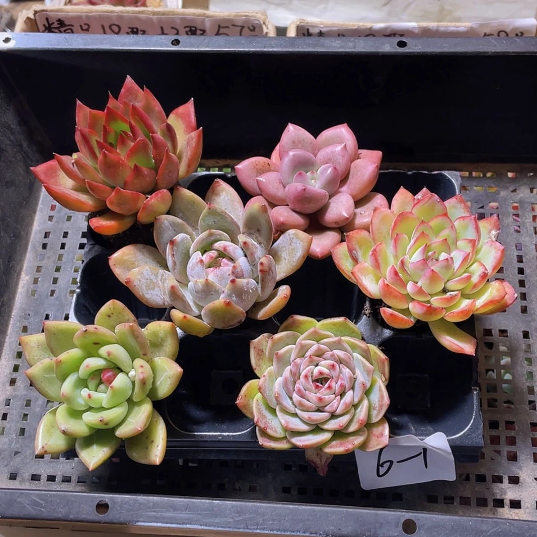 【闪购商品】6颗-1号约5厘米