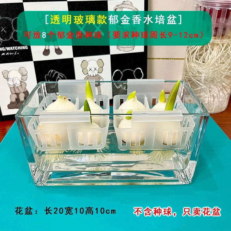 郁金香水培器皿专用盆水培容器塑料郁金香种球水培水养玻璃花瓶
