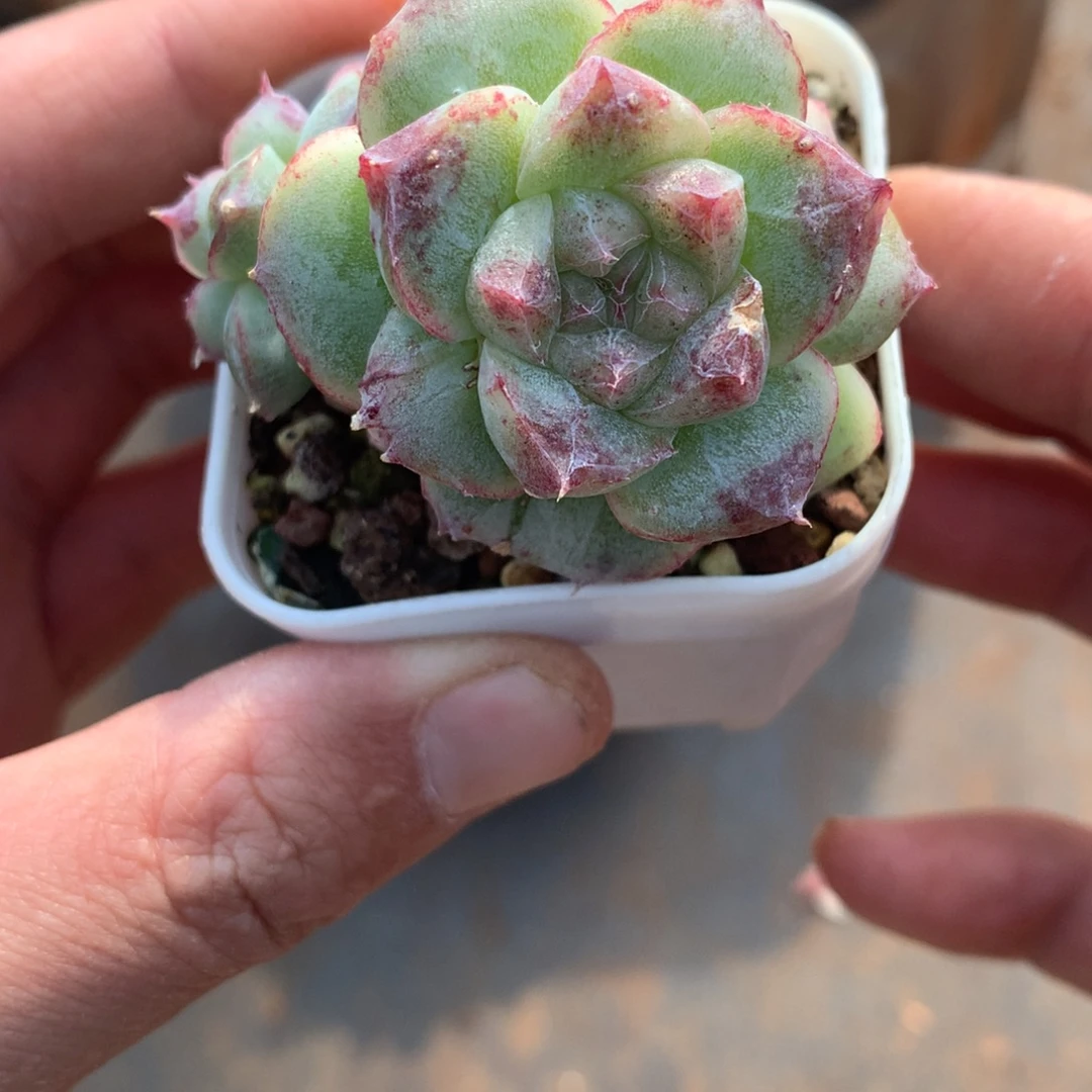 双头美尼杂石化。        19号