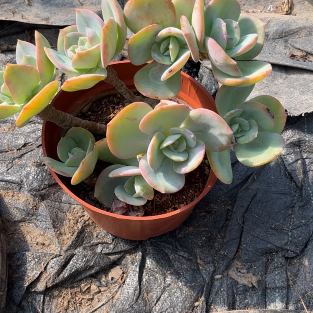 【闪购商品】无花朵碧****）