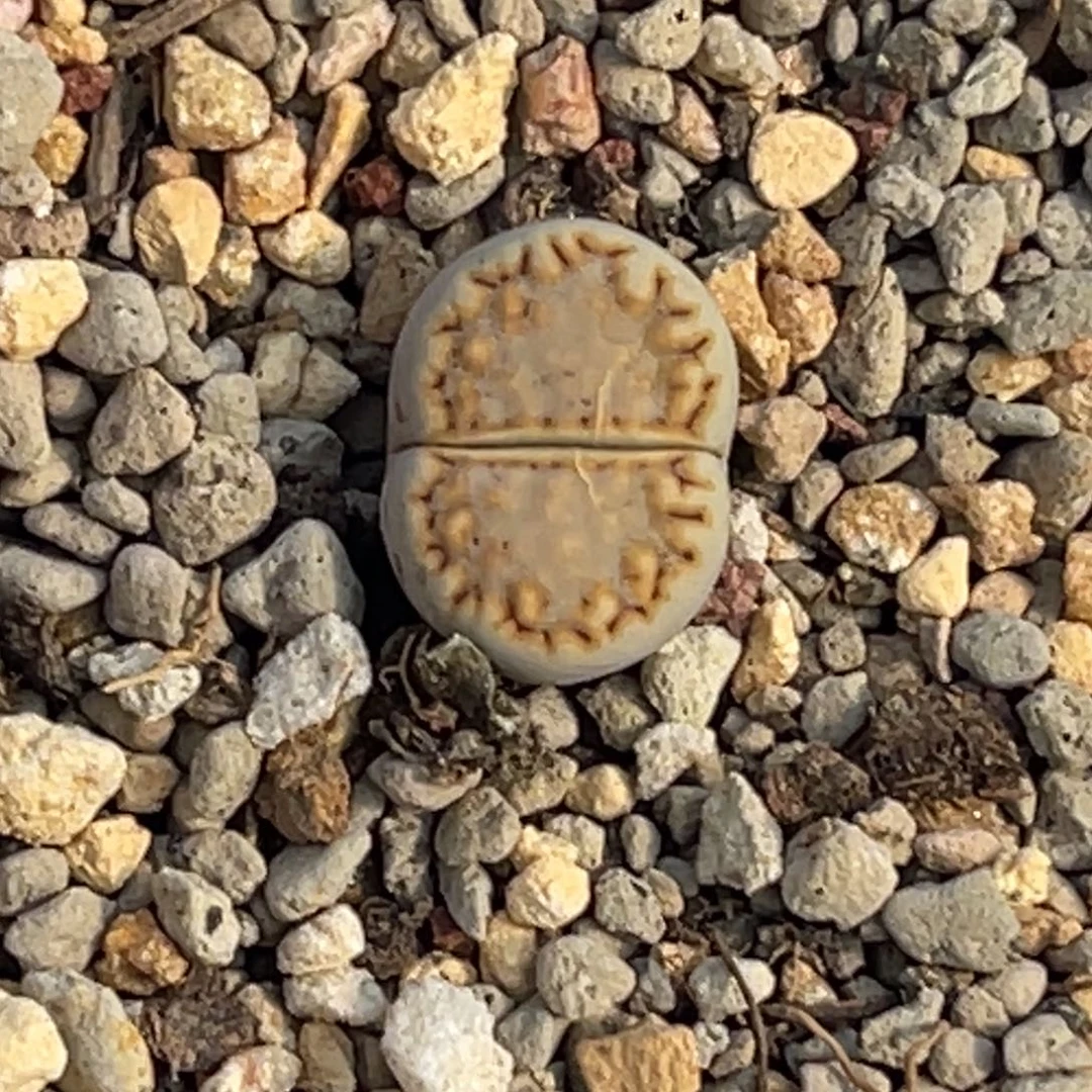 0880糖霜.6饼干1尺寸1.3