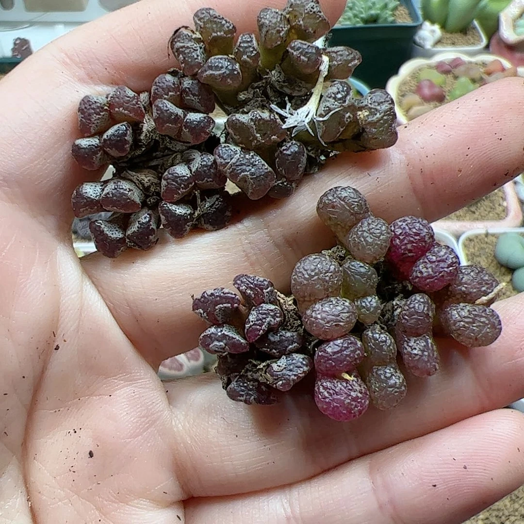 【闪购商品】296 开播福利