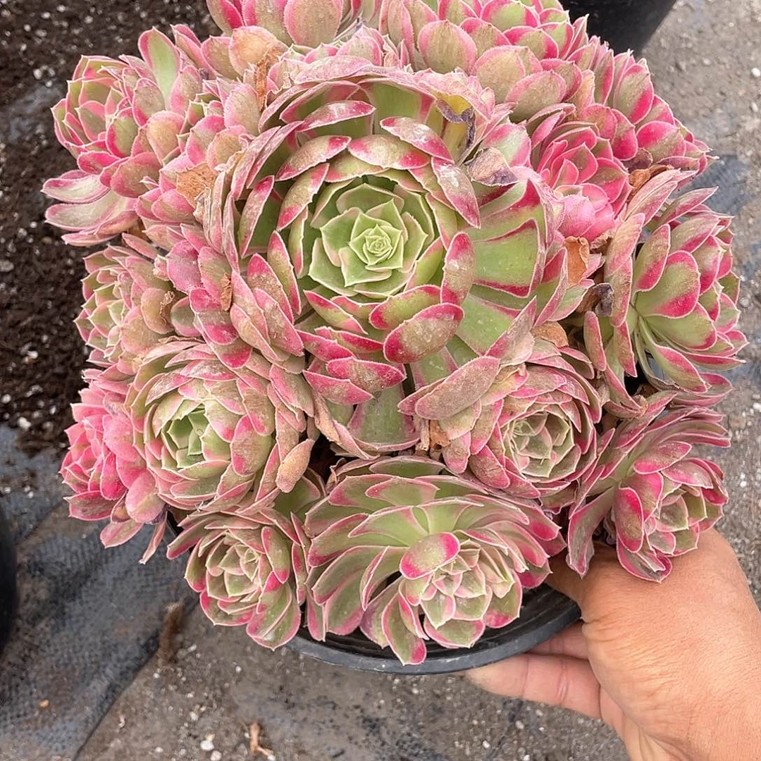 快***妈大课孔雀翎带盆发货