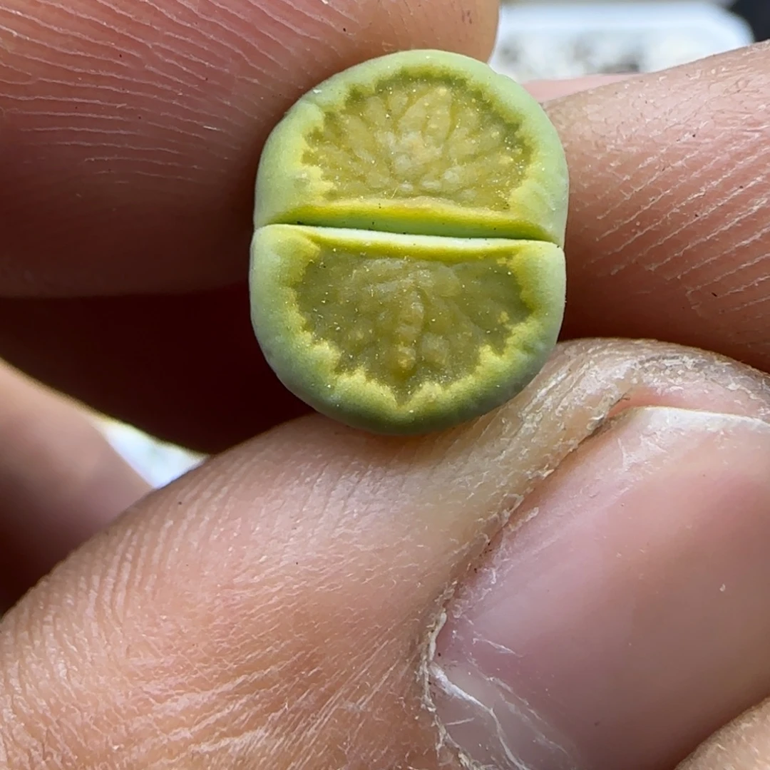 450 开播福利生石花大棚直播