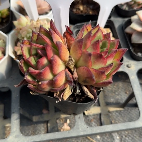 233吉赛尔 一物一拍多肉