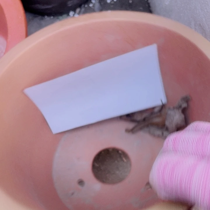 紫砂黄金小海洋食品花片