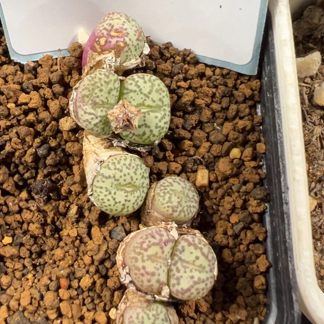 17-186肉锥多肉植物，
